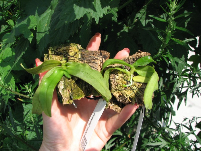Gastrochilus japonicus.JPG
