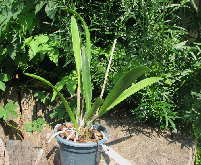 Brassocattleya Binosa 'Kirk'.JPG