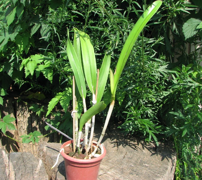 Brassocattleya Binosa 'Lynn' x Cattleya Fascelis 'Autumn Leaves'.JPG