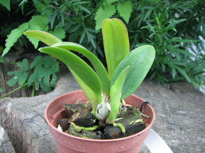 Laelia alaori x praestans.JPG