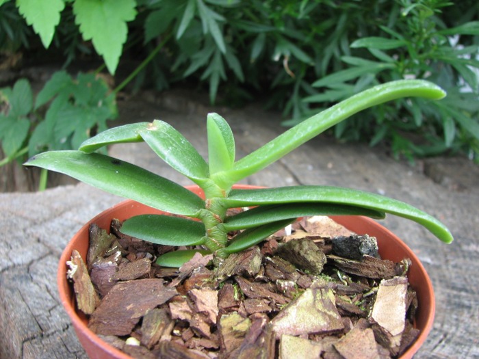 Angraecum equitans.JPG