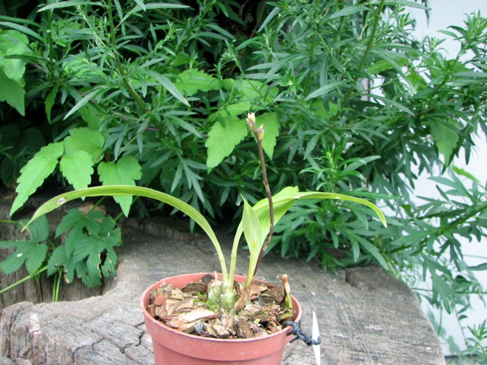 Acacallis cyanea x Paradisanthus micranthus.JPG