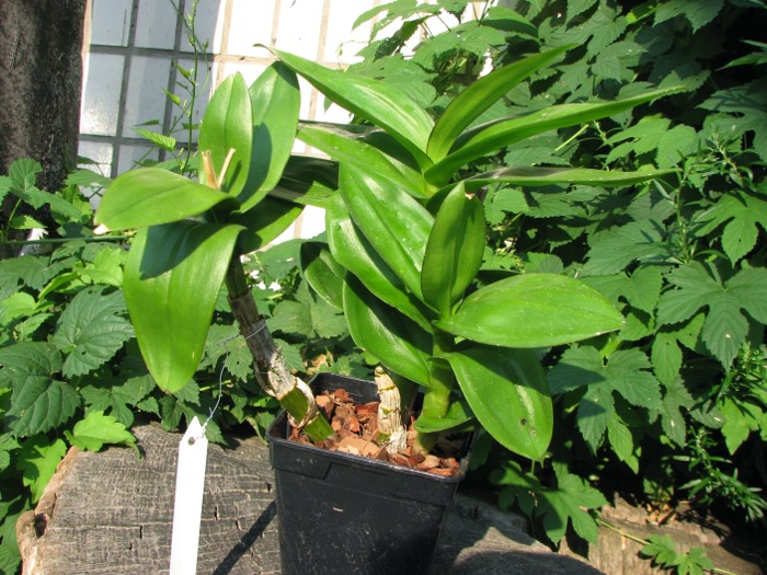 Dendrobium Kannayao.JPG