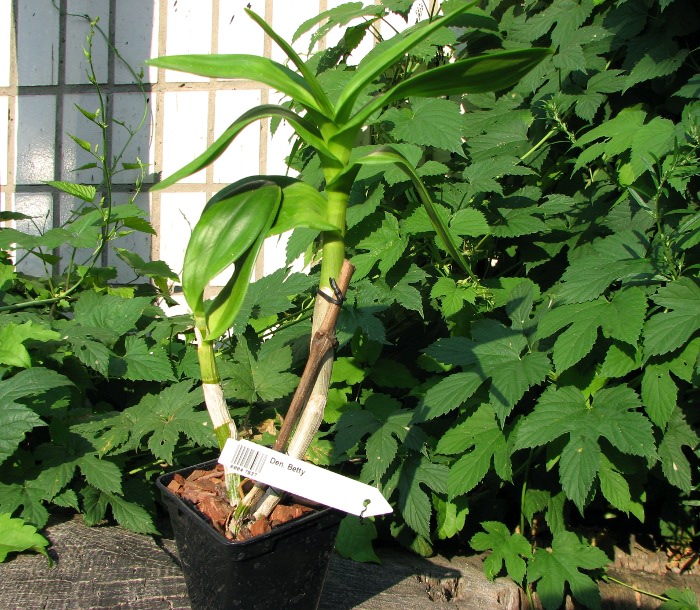 Dendrobium Betty.JPG