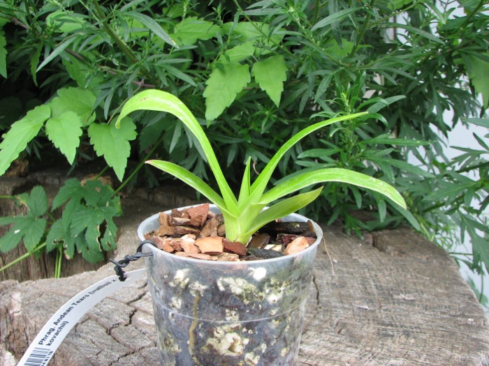 Phragmipedium Andean Tears (wallisii x kovachii).JPG