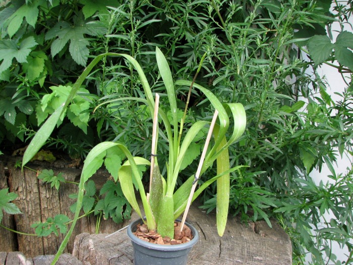 Beallara Patricia McCully 'Pacific Matriarch'.JPG
