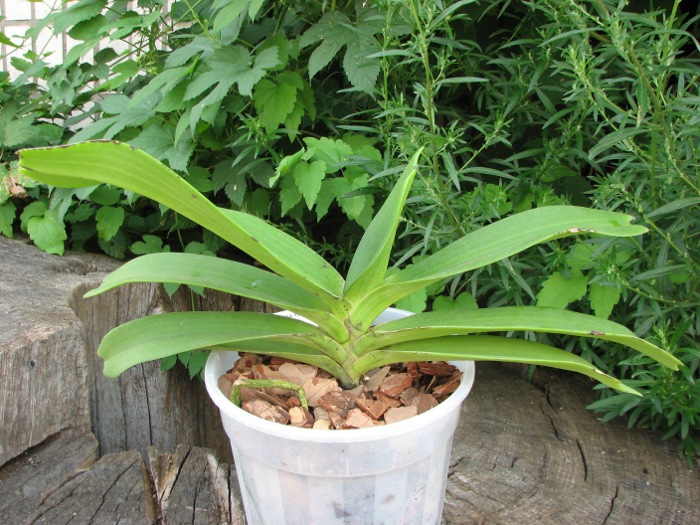 Rhynchostylis gigantea spot.JPG