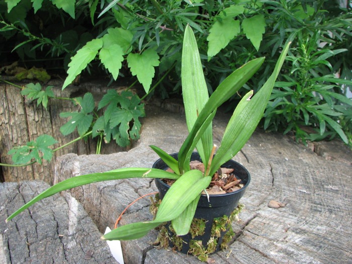Ionopsis utricularioides.JPG