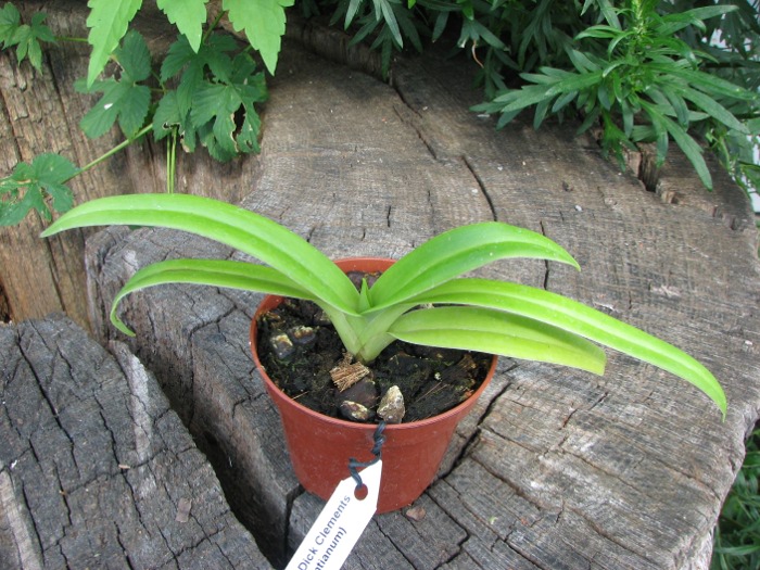 Phragmipedium Memory Dick Clements (besseae x sargentianum).JPG
