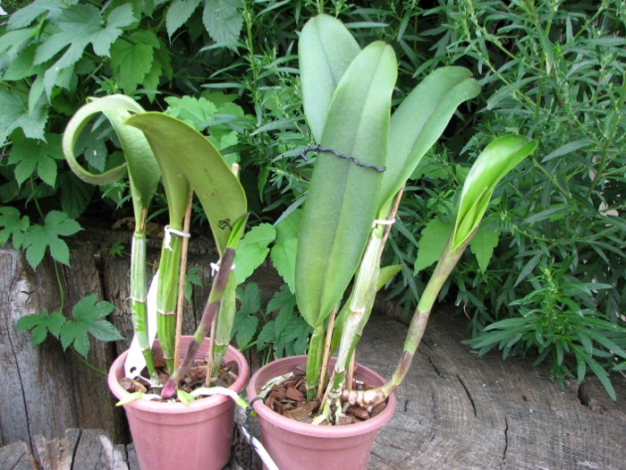 Brassocattleya Cynthia (Brassavola digbyana x Cattleya walkeriana).JPG