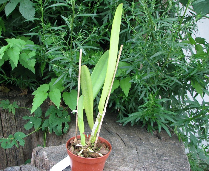 Cattleya mendelii semi-alba 'Carlos Arango' x self.JPG