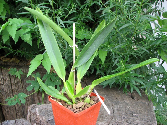 Cattleya labiata coerulescens 'Da. Norma Dreher' x self.JPG