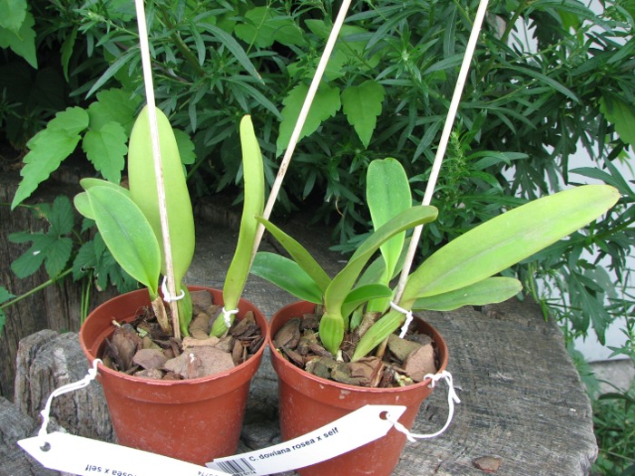 Cattleya dowiana rosea x self.JPG