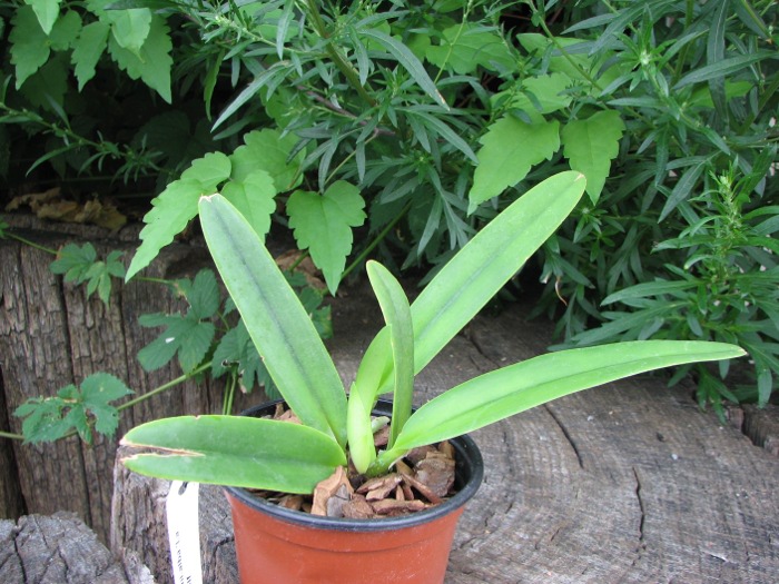 Cattleya maxima semi-alba 'La Pedrena' x self.JPG