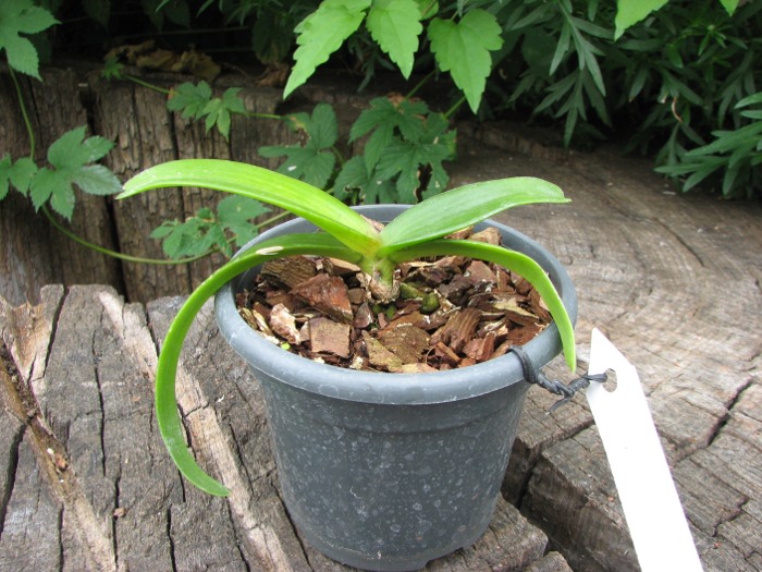Rhynchostylis gigantea Orange.JPG