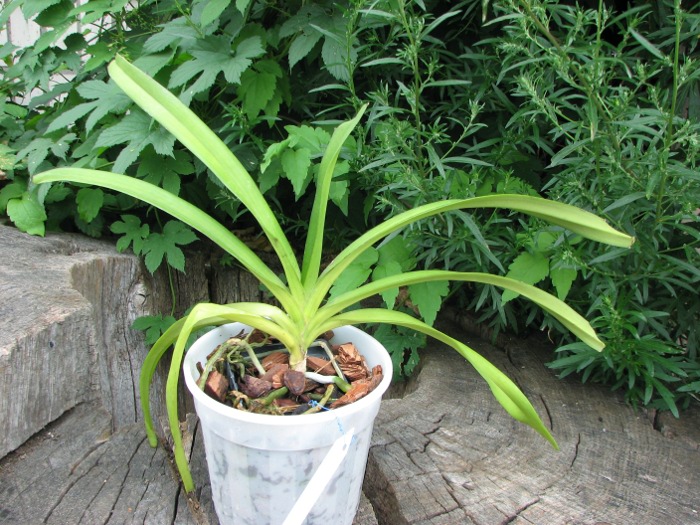 Rhynchostylis retusa spot.JPG