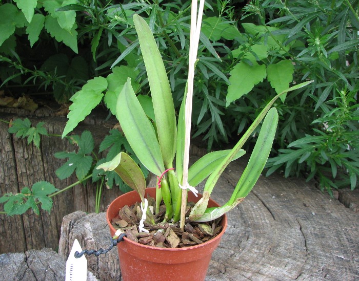 Laelia perrinii alba 'AM' x Laelia perrinii alba 'RK'.JPG