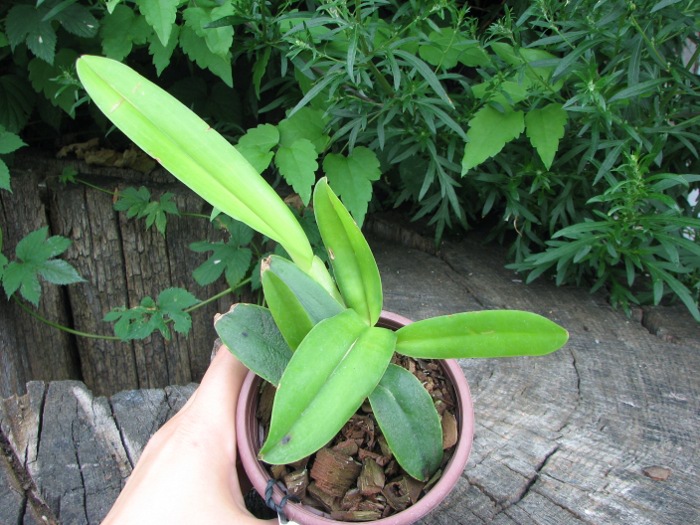Cattleya maxima semi alba.JPG