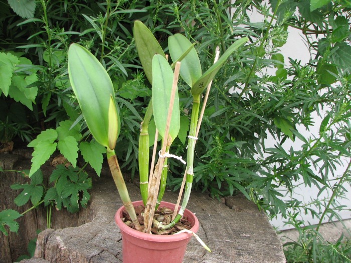 Brassavola glauca x Cattleya intermedia.JPG
