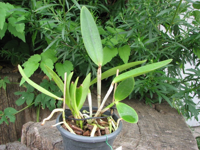 Cattleya Hsinying Cognac 'Thai Spots'.JPG