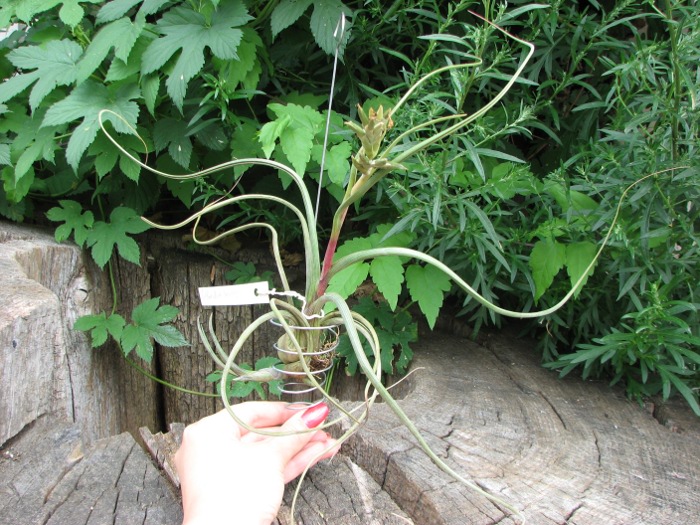 Tillandsia baileyi.JPG