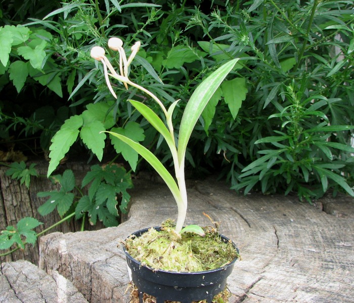 Habenaria rhodocheila 'Pink'.JPG