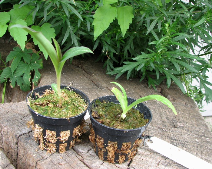 Habenaria rhodocheila 'Orange'.JPG