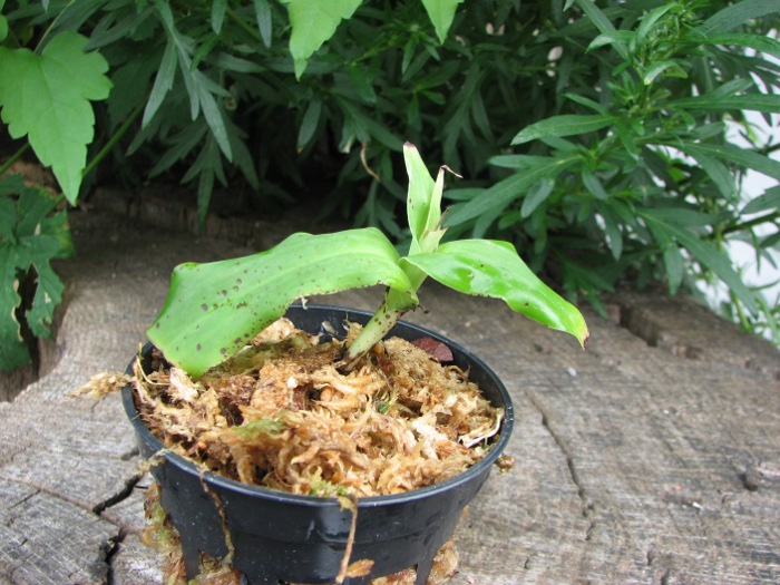 Habenaria myriotricha.JPG
