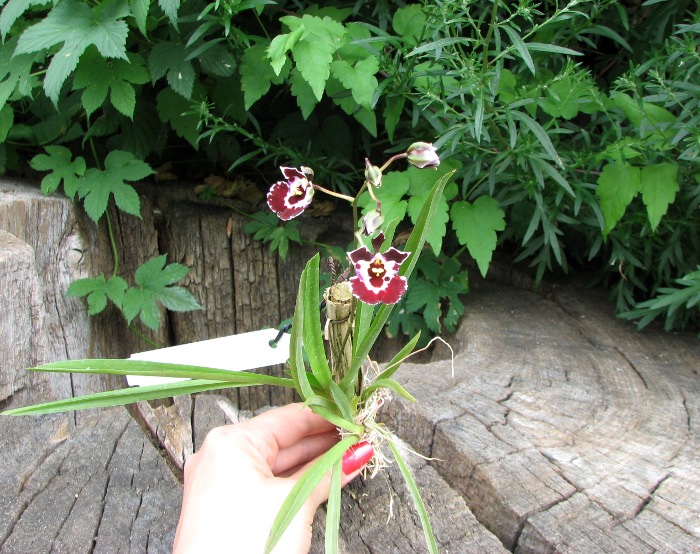 Oncidium (Tolumnia) hybrids.JPG