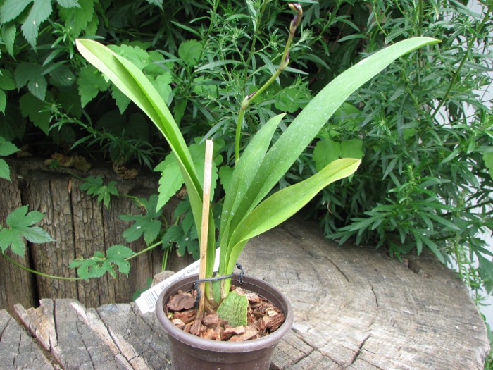 Wilsonara Wicked 'Red Head'.JPG