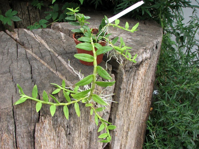 Dendrobium loddigesii.JPG