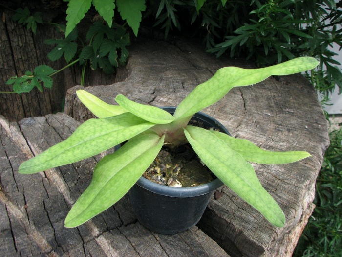 Paphiopedilum malipoense 'Bear-11b' x fairrieanum.JPG