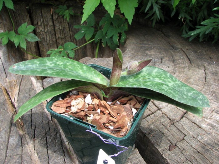 Paphiopedilum bellatulum.JPG