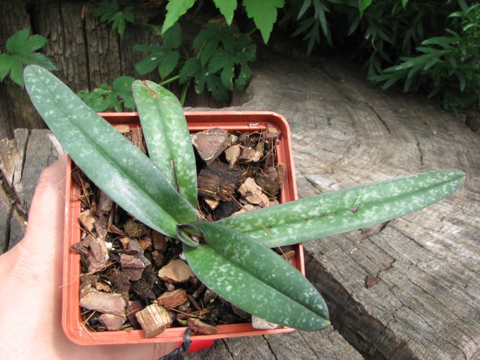 Paphiopedilum leucochilum.JPG