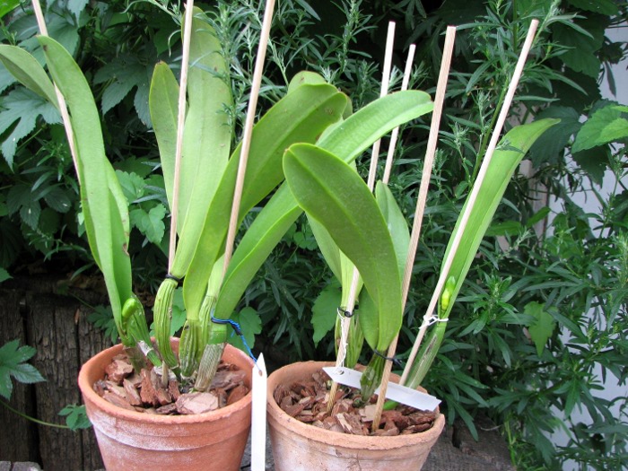 Brassolaeliocattleya Elizabeth Hearns.JPG