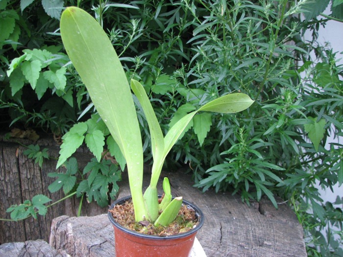 Odontoglossum harryanum.JPG