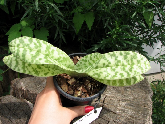 Paphiopedilum curtisii x Shin-Yi Heart.JPG