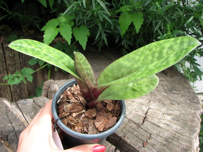 Paphiopedilum Hsinying Macasar x Hsinying Web.JPG