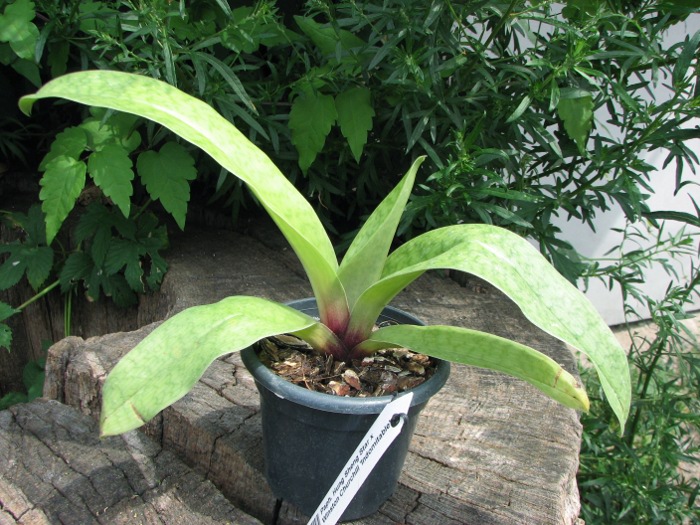 Paphiopedilum Hung Sheng Star x Winston Churchill 'Indomitable'.JPG