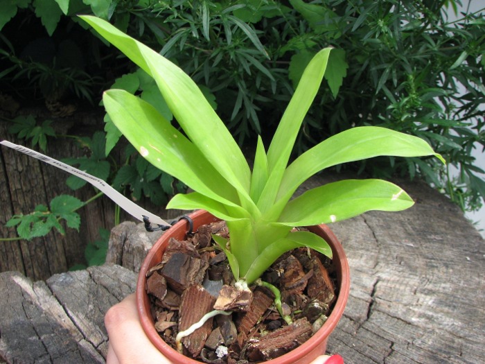 Huntleya meleagris.JPG