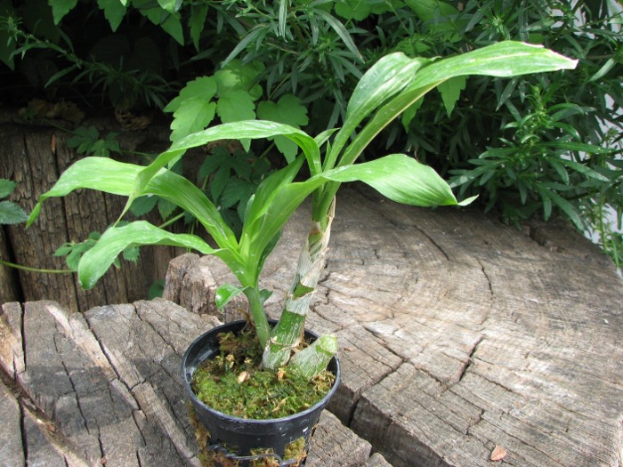 Catasetum pileatum 'Oro Verde'.JPG