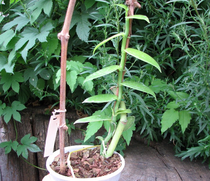 Vanilla planifolia.JPG