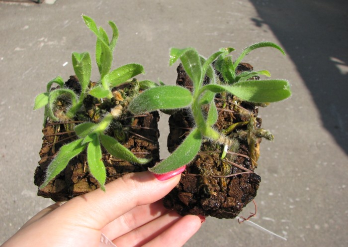 Dendrobium senile.JPG