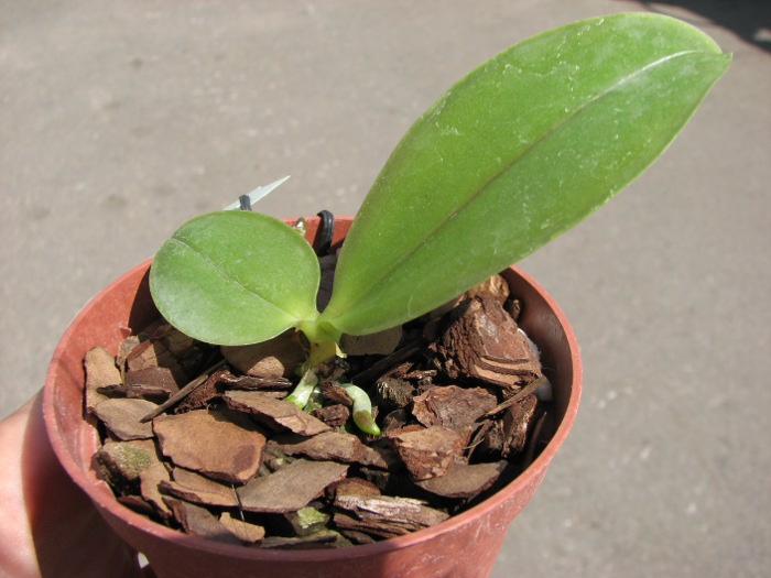 Phalaenopsis Ld's Bear Queen x (Dtps. Ho's Leamon Squash x Sogo Nihou).JPG