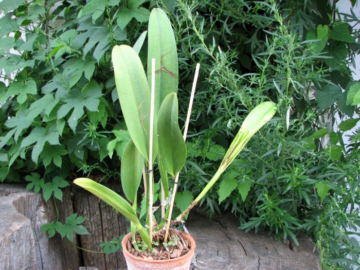 Brassolaeliocattleya Toshie Aoki 'Red Hsinying' (Faye Miyamoto x Waianae Flare).JPG