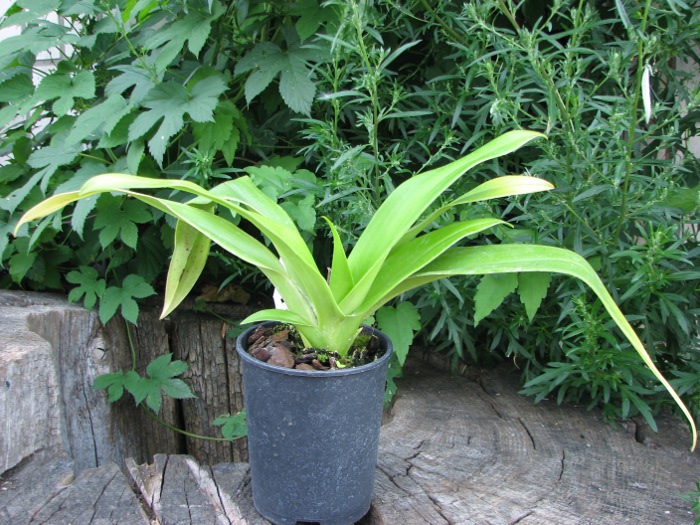 Phragmipedium Living Fire.JPG