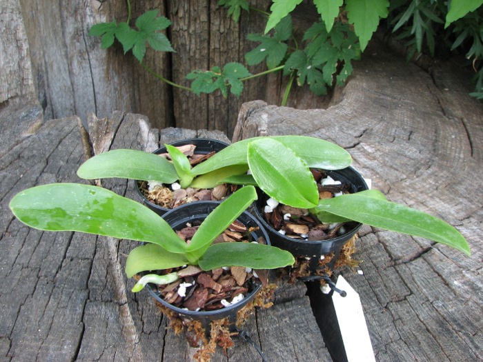 Phalaenopsis Natasha 'Aiko'.JPG