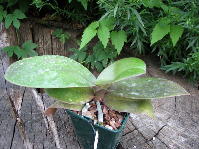 Doritaenopsis Changzhi Pearl.JPG