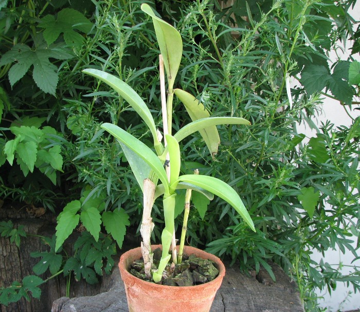 Cattleya bowringiana coerulea.JPG