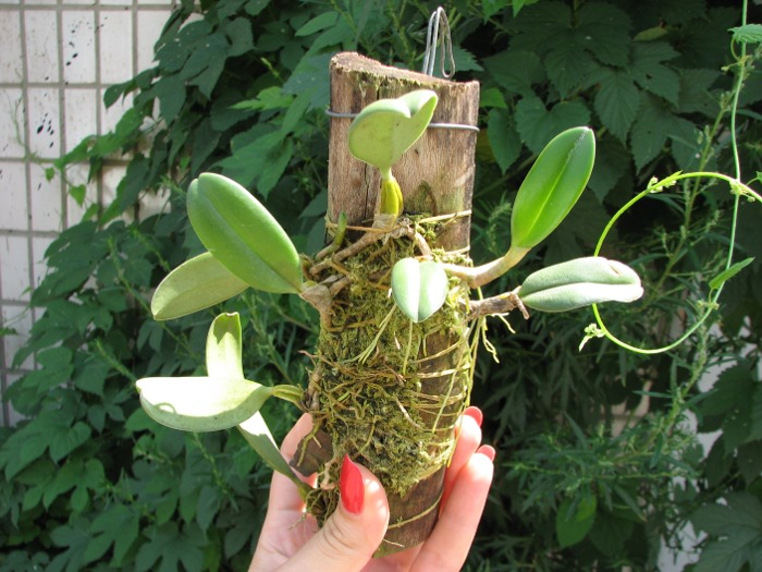 Bulbophyllum vaginatum.JPG